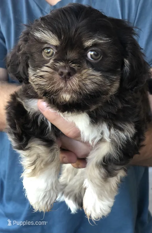 Lady – Shih Tzu puppy for sale in Milton, FL