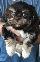 Lady, a female Shih Tzu for sale in Milton, FL – Photo 1 of 10