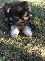 Lady, a female Shih Tzu for sale in Milton, FL – Photo 9 of 10