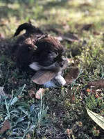 Lady, a female Shih Tzu for sale in Milton, FL – Photo 8 of 10