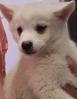 Brandy, a female Pomsky for sale in Staten Island, NY – 2 of 5