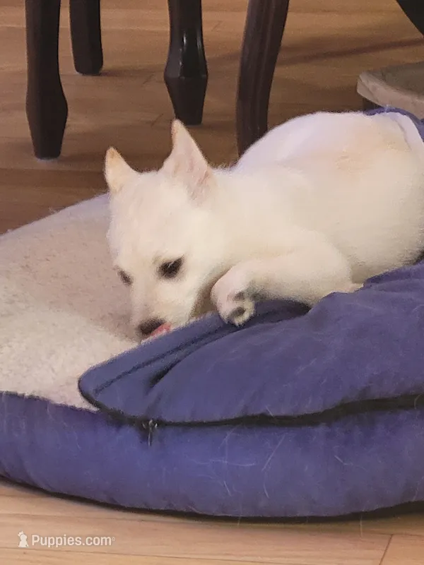 Panda – Pomsky puppy for sale in Staten Island, NY