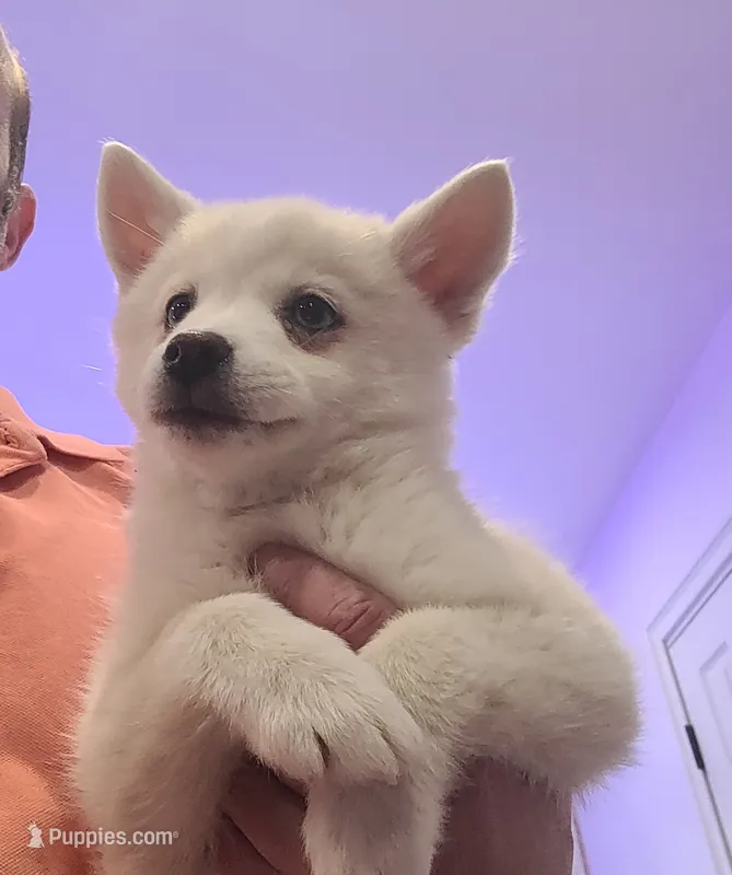 Brandy – Pomsky puppy for sale in Staten Island, NY