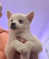 Brandy, a female Pomsky for sale in Staten Island, NY – 1 of 5