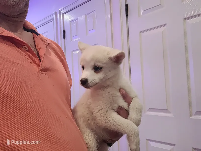 Winter – Pomsky puppy for sale in Staten Island, NY