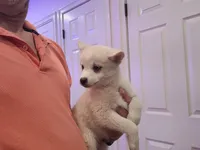 Winter, a female Pomsky for sale in Staten Island, NY – 1 of 1