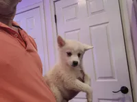 Brandy, a female Pomsky for sale in Staten Island, NY – 3 of 5
