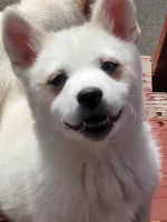 Brandy, a female Pomsky for sale in Staten Island, NY – 5 of 5