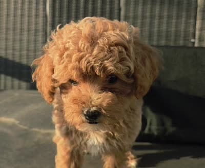 “Penny – Last Available Petite Mini Labradoodle Girl”., a female Miniature Labradoodle for sale in San Diego, CA – 9 of 9