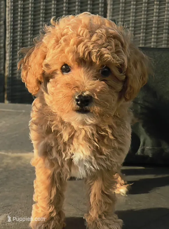 Penny - Petite Female Mini Labradoodle – Miniature Labradoodle puppy for sale in San Diego, CA
