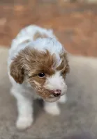 MAPLE, a female Miniature Labradoodle for sale in San Diego, CA – 5 of 7