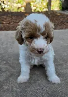 MAPLE, a female Miniature Labradoodle for sale in San Diego, CA – 2 of 7
