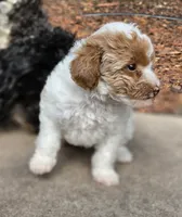 MAPLE, a female Miniature Labradoodle for sale in San Diego, CA – 7 of 7