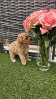 Penny - Petite Female Mini Labradoodle, a female Miniature Labradoodle for sale in San Diego, CA – 4 of 6