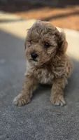 PENNY, a female Miniature Labradoodle for sale in San Diego, CA – 3 of 3
