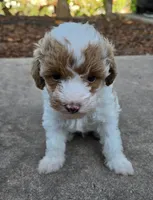 MAPLE, a female Miniature Labradoodle for sale in San Diego, CA – 3 of 7