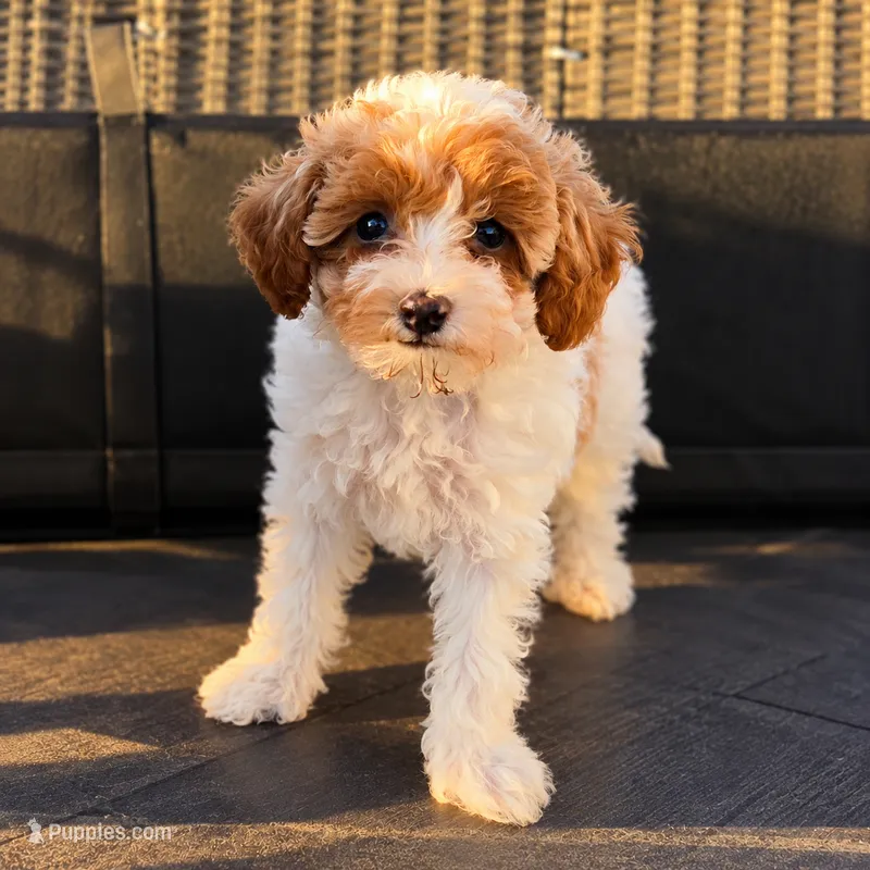 Maple - Caramel & White Female Mini Labradoodle – Miniature Labradoodle puppy on hold in San Diego, CA