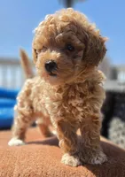 Penny - Petite Female Mini Labradoodle, a female Miniature Labradoodle for sale in San Diego, CA – 5 of 6