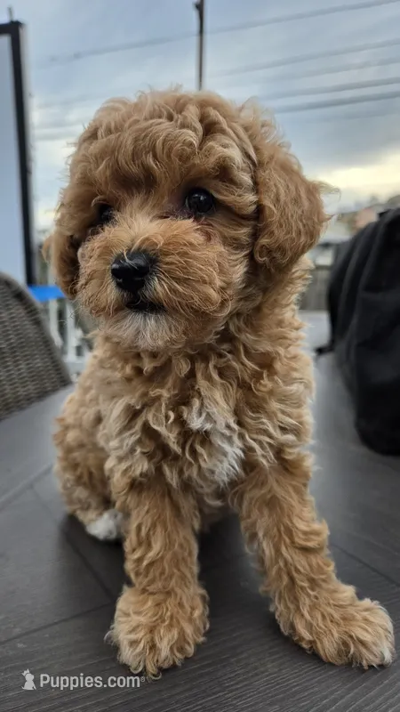 Penny - Petite Female Mini Labradoodle – Miniature Labradoodle puppy for sale in San Diego, CA