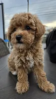 Penny - Petite Female Mini Labradoodle, a female Miniature Labradoodle for sale in San Diego, CA – 1 of 6