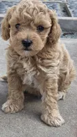 PENNY, a female Miniature Labradoodle for sale in San Diego, CA – 2 of 3