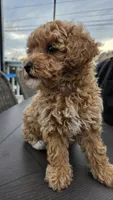 Penny - Petite Female Mini Labradoodle, a female Miniature Labradoodle for sale in San Diego, CA – 3 of 6