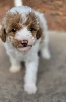 MAPLE, a female Miniature Labradoodle for sale in San Diego, CA – 4 of 7