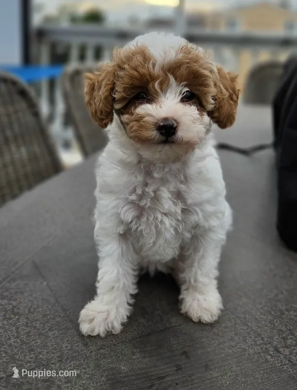 Maple - Caramel & White Female Mini Labradoodle – Miniature Labradoodle puppy for sale in San Diego, CA