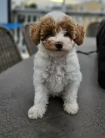 Maple - Caramel & White Female Mini Labradoodle, a female Miniature Labradoodle for sale in San Diego, CA – 2 of 7