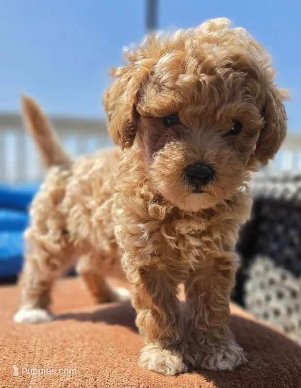 PENNY – Miniature Labradoodle puppy for sale in San Diego, CA