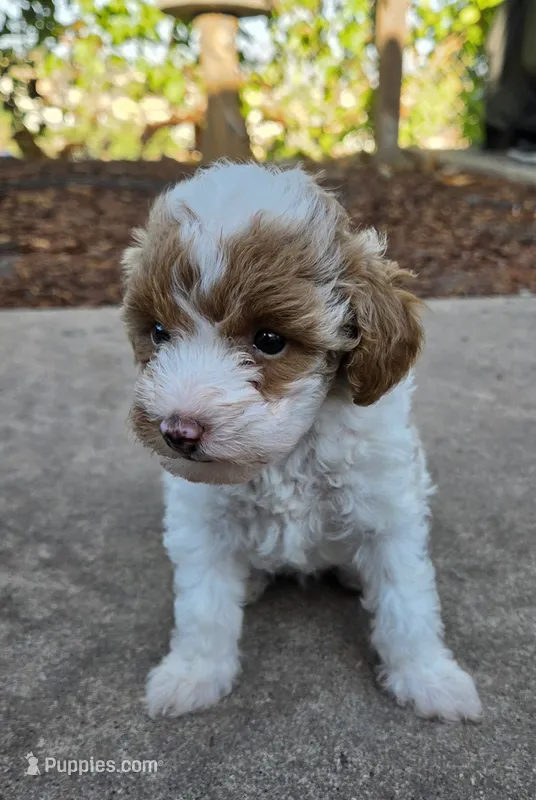 MAPLE – Miniature Labradoodle puppy for sale in San Diego, CA