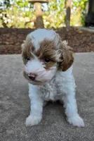 MAPLE, a female Miniature Labradoodle for sale in San Diego, CA – 1 of 7