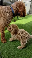 Penny - Petite Female Mini Labradoodle, a female Miniature Labradoodle for sale in San Diego, CA – 6 of 6