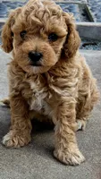 “Penny – Last Available Petite Mini Labradoodle Girl”., a female Miniature Labradoodle for sale in San Diego, CA – 8 of 9