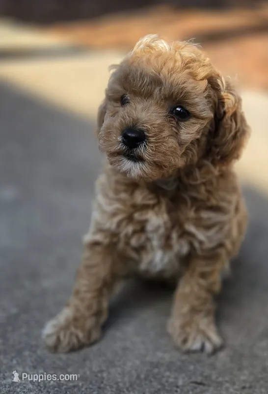 PENNY – Miniature Labradoodle puppy for sale in San Diego, CA