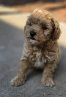 PENNY, a female Miniature Labradoodle for sale in San Diego, CA – 1 of 3