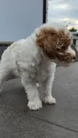 Maple - Caramel & White Female Mini Labradoodle, a female Miniature Labradoodle for sale in San Diego, CA – 5 of 7