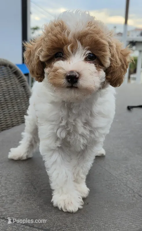 Maple - Caramel & White Female Mini Labradoodle – Miniature Labradoodle puppy for sale in San Diego, CA