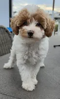 Maple - Caramel & White Female Mini Labradoodle, a female Miniature Labradoodle for sale in San Diego, CA – 1 of 7