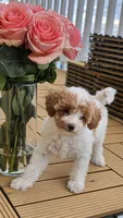 Maple - Caramel & White Female Mini Labradoodle, a female Miniature Labradoodle for sale in San Diego, CA – 4 of 7