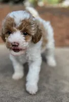 MAPLE, a female Miniature Labradoodle for sale in San Diego, CA – 6 of 7