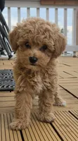 Penny - Petite Female Mini Labradoodle, a female Miniature Labradoodle for sale in San Diego, CA – 2 of 6