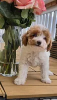 Maple - Caramel & White Female Mini Labradoodle, a female Miniature Labradoodle for sale in San Diego, CA – 3 of 7
