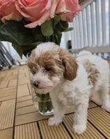 Maple - Caramel & White Female Mini Labradoodle, a female Miniature Labradoodle for sale in San Diego, CA – 7 of 7