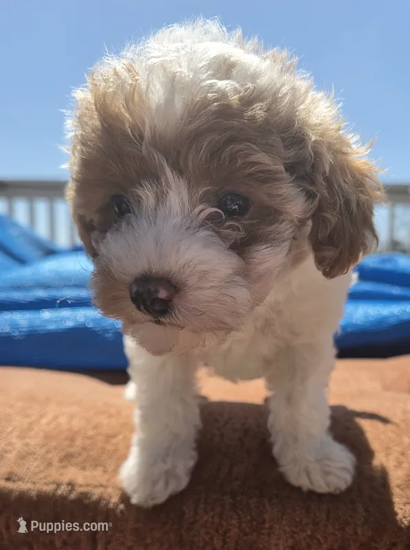 MAPLE – Miniature Labradoodle puppy for sale in San Diego, CA
