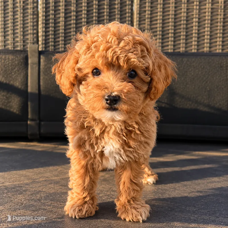 Penny - Petite Female Mini Labradoodle – Miniature Labradoodle puppy for sale in San Diego, CA