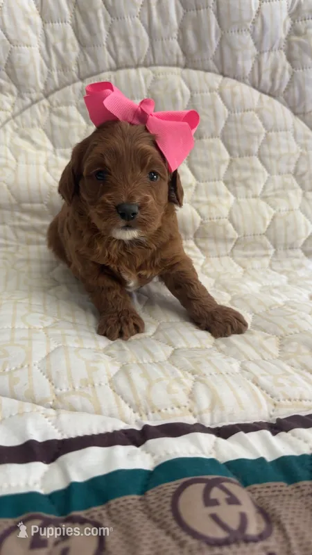 Micromini Goldendoodle Pink – Miniature Goldendoodle puppy for sale in Dallas, TX