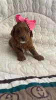 Micromini Goldendoodle Pink, a female Miniature Goldendoodle for sale in Dallas, TX – 1 of 2