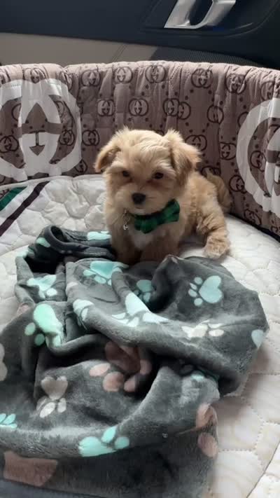 Teddy, a male Maltipoo for sale in Dallas, TX – 9 of 9