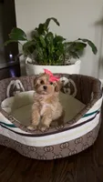 Maltipoo pet only, a female Maltipoo for sale in Dallas, TX – 5 of 10